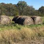 Hay.MU_.jpg