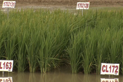 Rice varieties