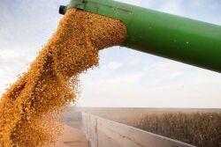 Corn and Soybean Producers Turning to Options in a High Volatility Environment