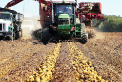 Green Thumb Farms Inc. – Maine potato harvest