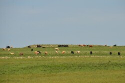 BT_Flinthills_Stocker_Cattle