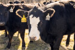 Heifer UArk