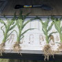 NY_Corn copy.jpeg