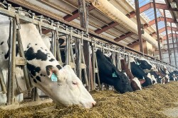 Heifers_Taylor Leach