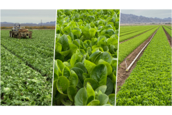 FDA lettuce collage.png