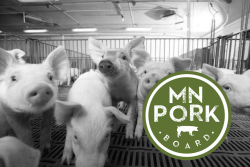 Minnesota Pork with Pigs in Background