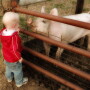 Child_and_Pig