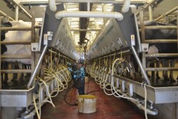 DT_Dairy_Parlor