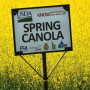 canola_know_your_farmer_courtesy_Lewiston_Tribune