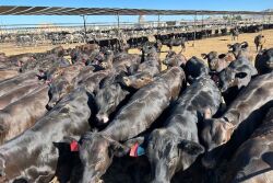 Beef on Dairy_Heiden