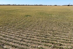 Canada Winter Wheat Field