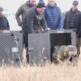 colorado-wolf-release-polis.png