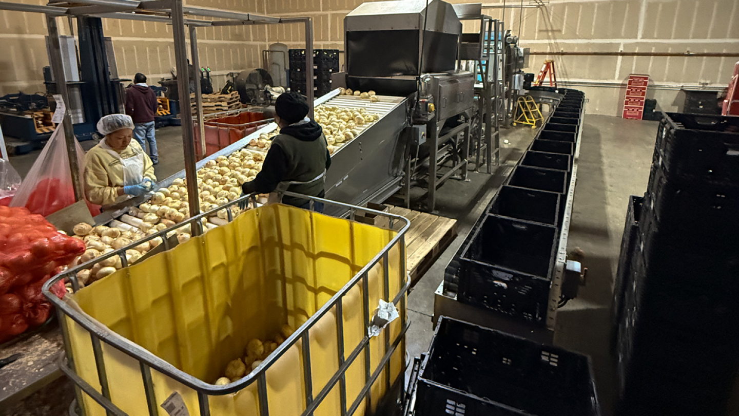 Carson Cold Storage & Packing adds automation to packing lines - The Packer