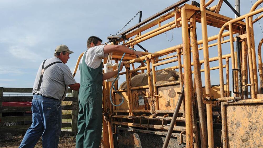 Veterinarians address producer questions and confusion about rules
