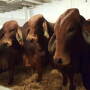 Vietnam_Bulls