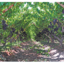 Chilean Grapes file photo