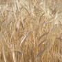 Wheat prices surged to a three-year high a while Thursday as Ukraine said it will limit exports of milling wheat after a drought wrecked European crops.