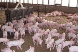 WeanedPigs-337_5.jpg