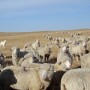 USDA_Sheep