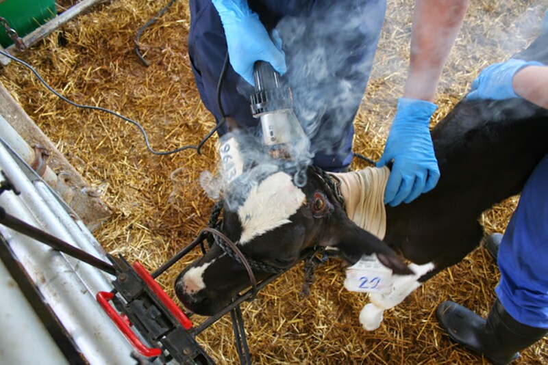 Sources of pain for animals can include castration, tail docking, dehorning/disbudding or branding. 