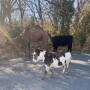 Camel, calf and donkey roaming free.