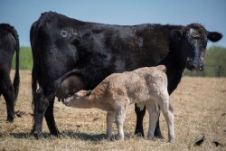 Calving season approaches