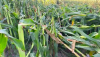 Pro Farmer editor Brian Grete takes you into a damaged corn field to show viewers why measuring the derecho damage was so difficult this year. 