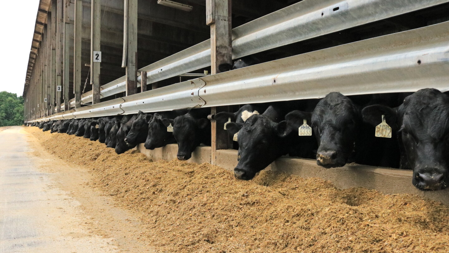 A Beef-on-Dairy System Built for the Finish Line