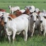 Brazil Cattle