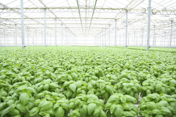 North Shore Living 's greenhouses are a stop on the West Coast Expo's farm tours Friday, May 11.
