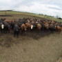BT_Feedlot_Cattle_GoPro