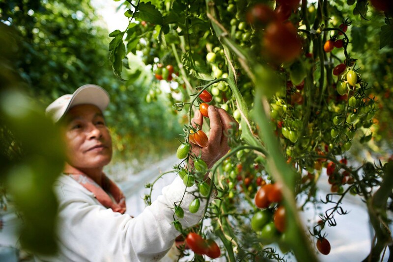 Greenhouse growers communicate with consumers