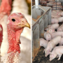 Pigs and Turkeys