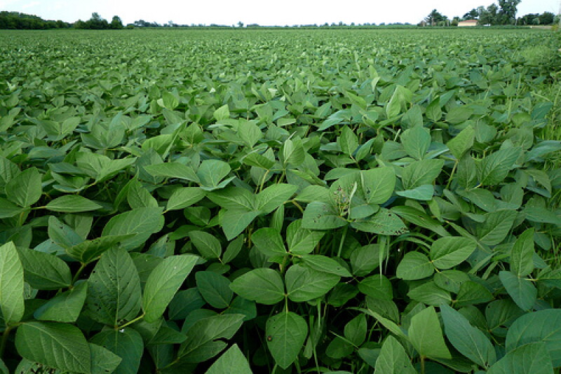 soybean_8.jpg