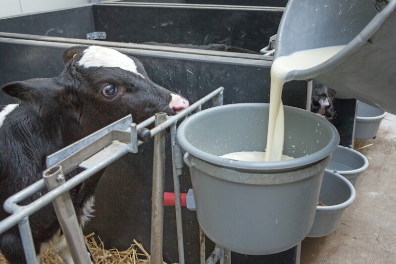 Holstein Calf Drinking