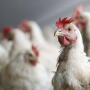 Class-action suit alleges wage suppression.