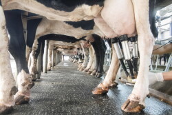 iStock-dairy-cows-millking-parlor.jpg