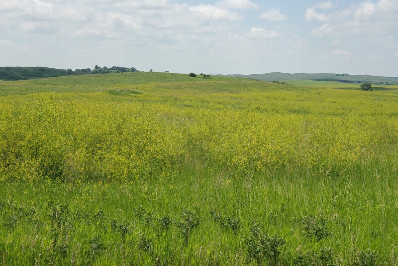 Sweet clover provides many benefits to the soil and wildlife and can be an excellent forage.