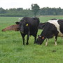 DT_Pasture_Dairy_Grazing_Grass