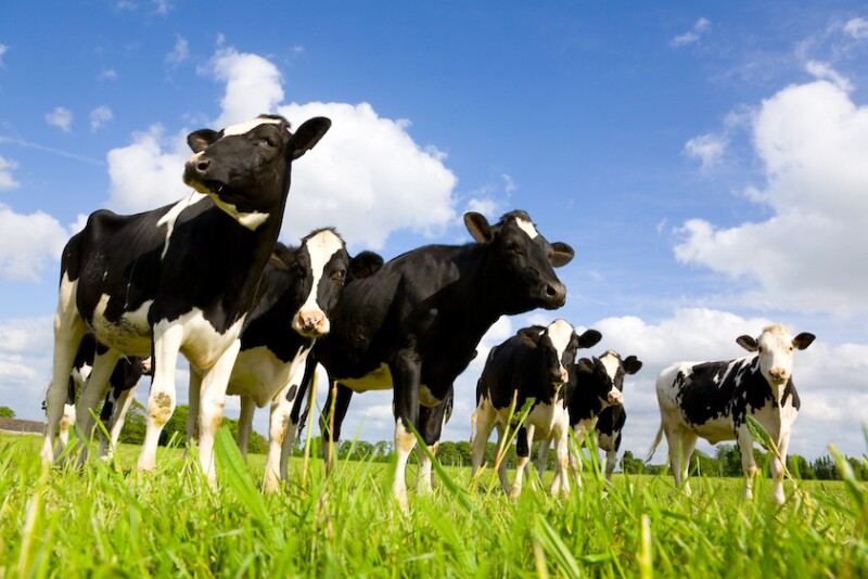 Heifers on Pasture