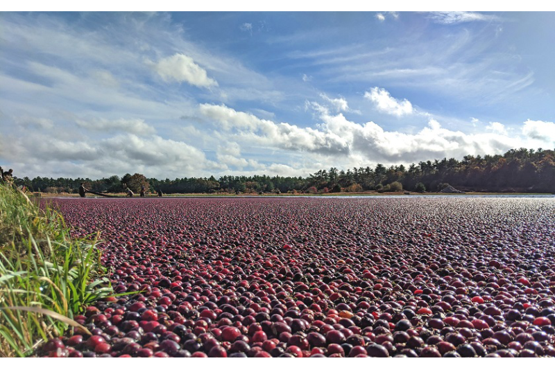 cranberries
