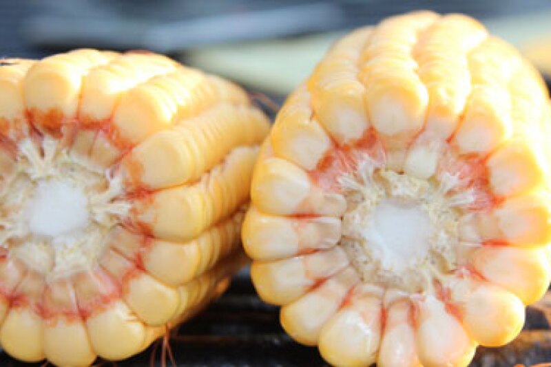 Indiana corn ears crop tour