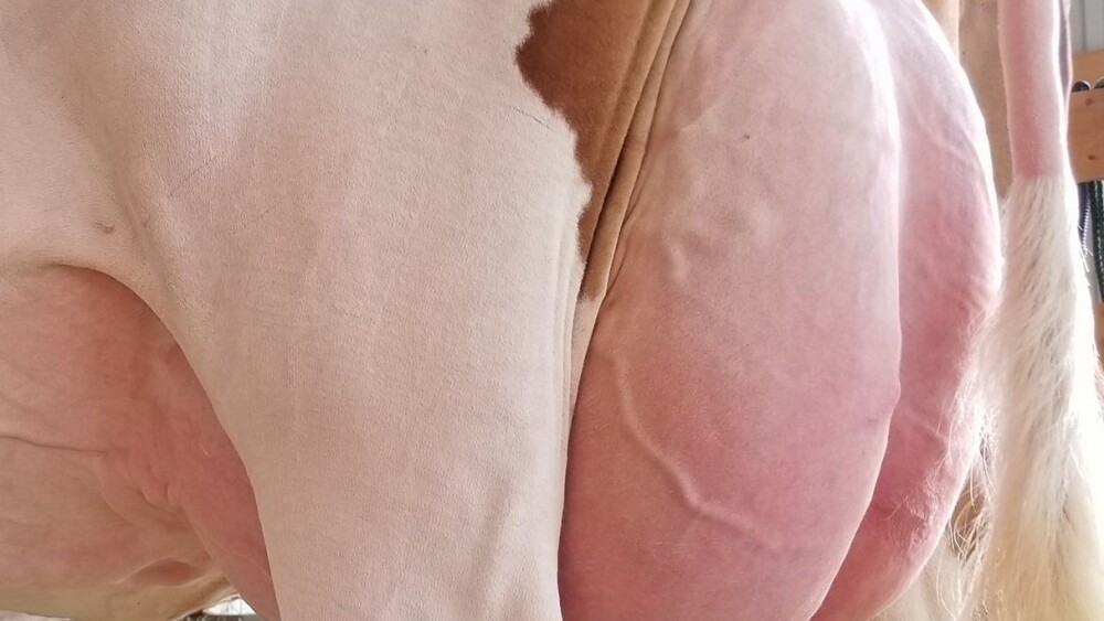 Udder2.jpg