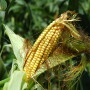 Unfilled ear of corn.