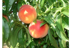 peaches