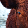 Red Calf
