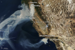 This fall's fires in California have injured or displaced unknown numbers of pets, livestock and wild animals. 