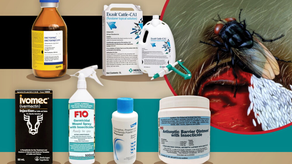 Screw Work Insecticides Drovers - Beef Industry News, Markets and Production - Drovers