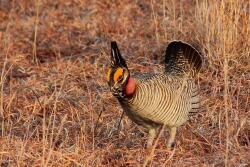Lesser Prairie Chicken