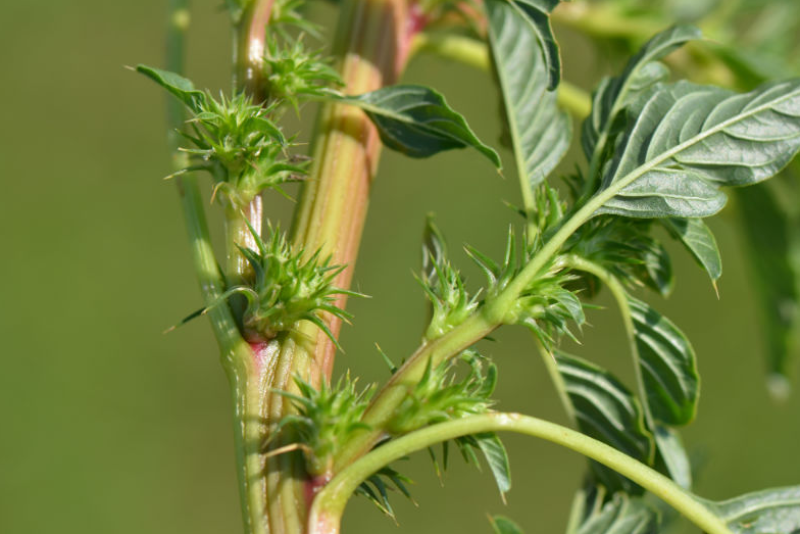 The International Weed Genomics Consortium (IWGC) announced a new multipronged initiative to advance the genetic sequencing of the world’s most troublesome weeds.